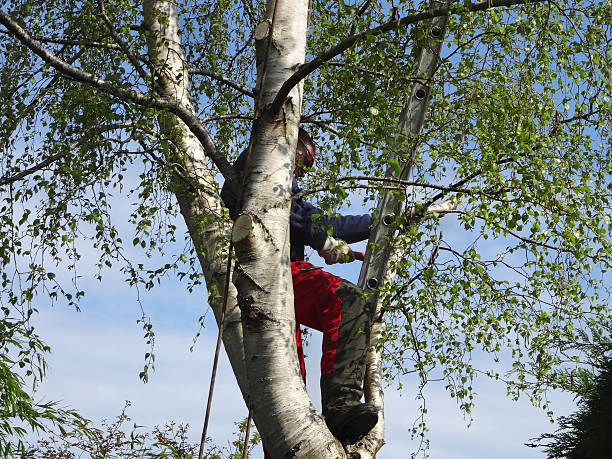 Professional Tree Services in Framingham, MA